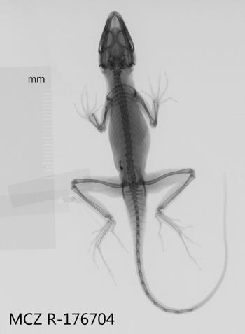 Media type: image;   Herpetology R-176704 Aspect: dorsoventral x-ray